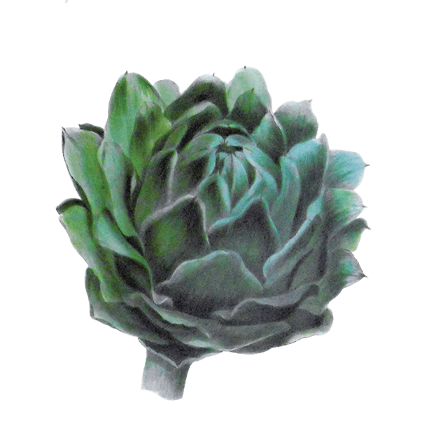 Artichoke illustration