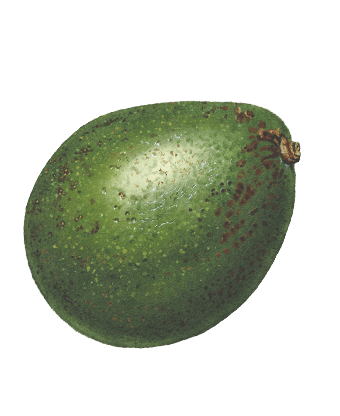 Avacado illustration