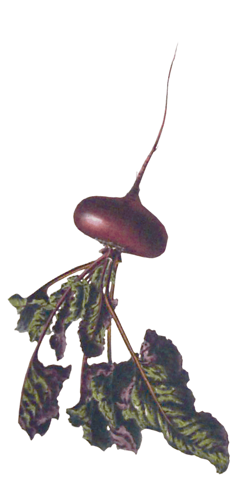 Beetroot illustration