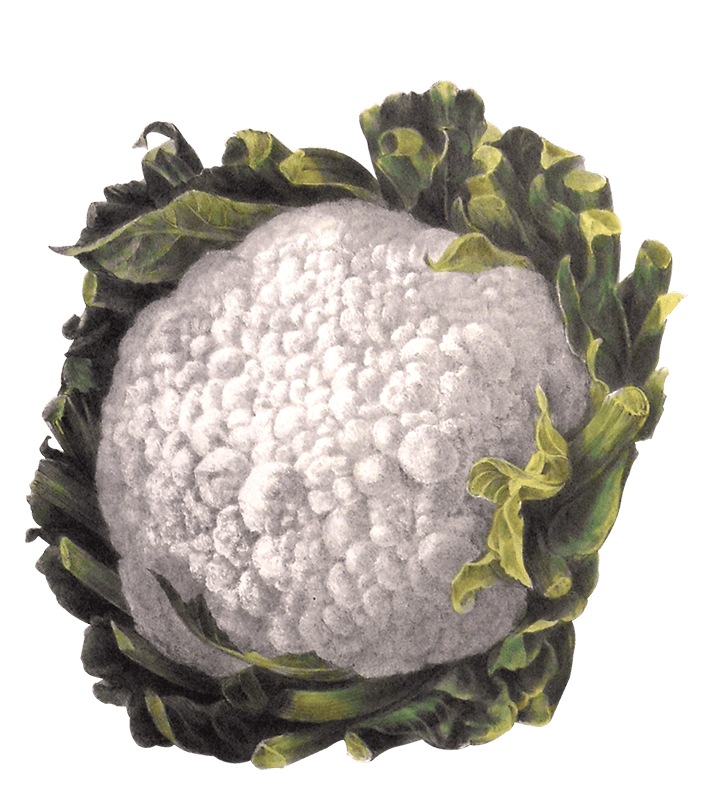 Cauliflower illustration