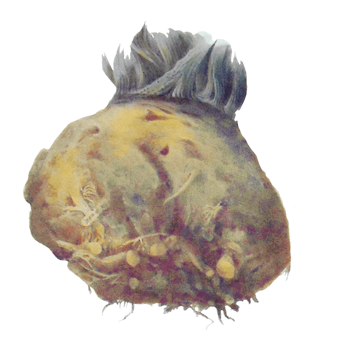 Celeriac illustration