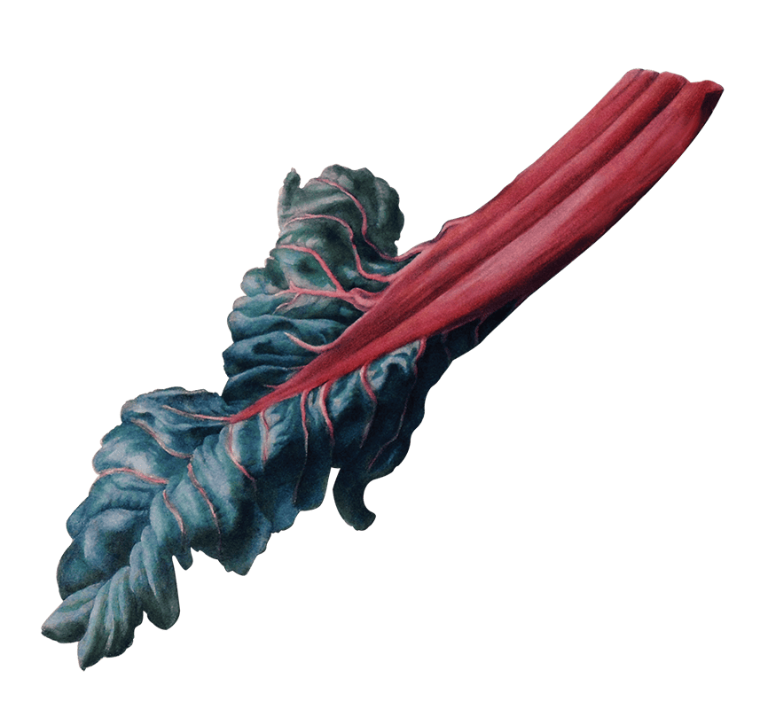 Chard illustration