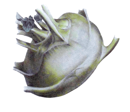 Kohlrabi illustration
