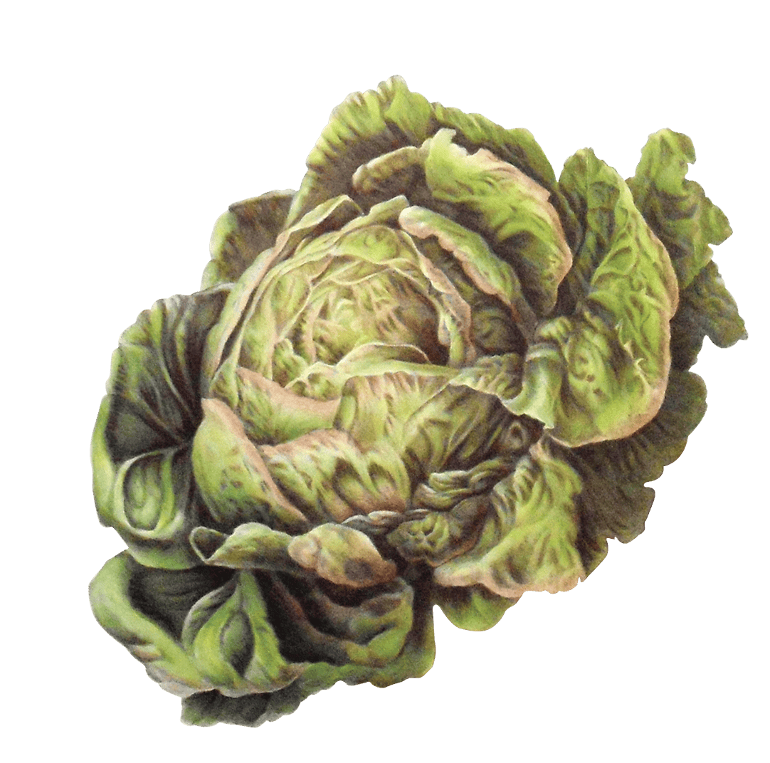 Lettuce illustration