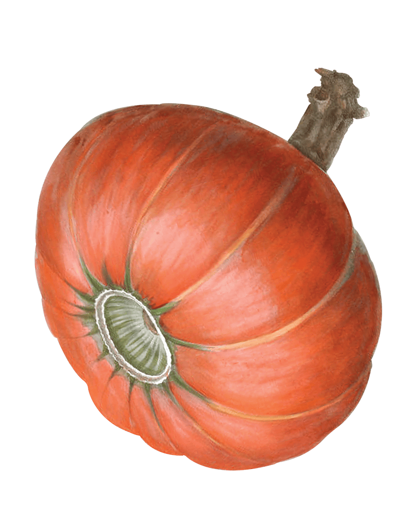 Pumpkin illustration
