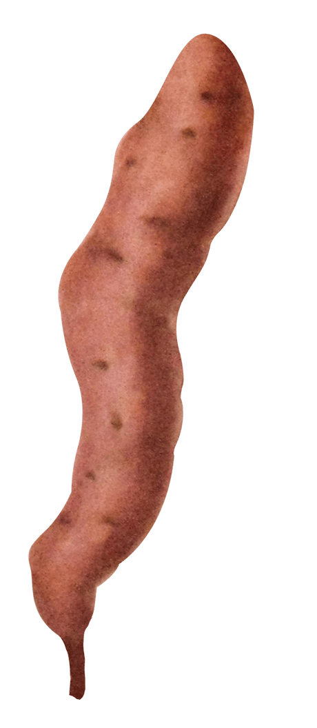 Sweet potato illustration